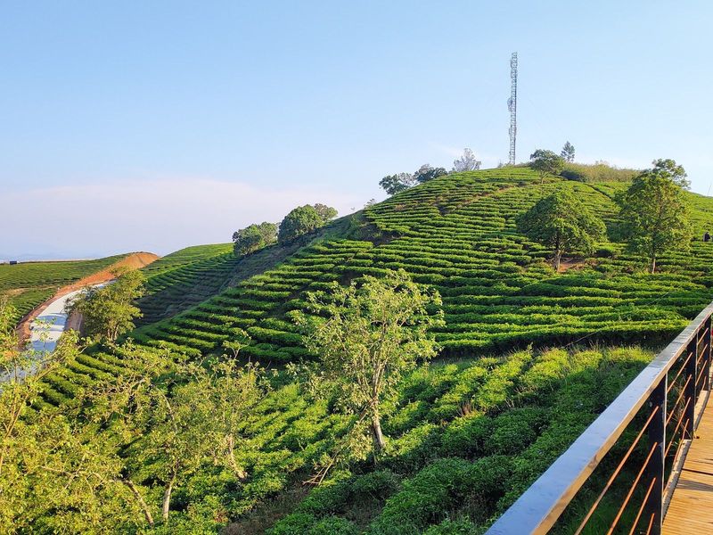 The Coffee Farm Cầu Đất